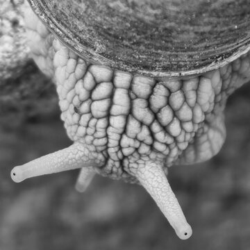 Roman Snail (Helix pomatia) macro detail of head and tentacles with textured skin, common species in the wild in Czech Republic