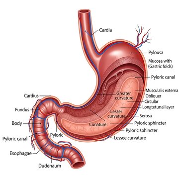 Anatomy of the human stomach.