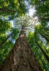 Fototapeta premium Low perspective view captures the powerful ascent of a giant tree trunk and its expansive green canopy reaching high into the bright sunny sky, upward, massive, old