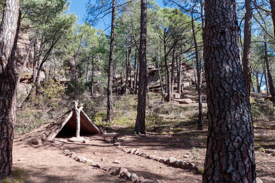 Handmade wooden survival shelter in a pine forest