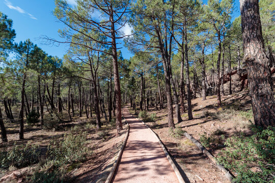 Forest path winding through pine tree woods
