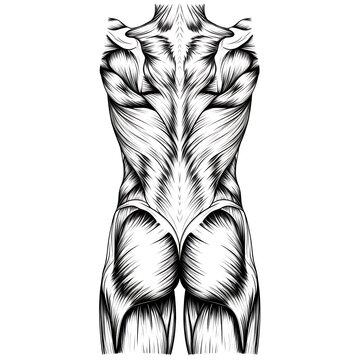 Human back muscles anatomy illustration.
