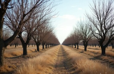 Fototapeta premium Rows of bare fruit trees stretch across a dry field under a pale sky. Leafless branches form intricate patterns. The scene suggests stillness before new growth begins.