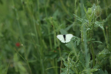 butterfly on the grass © ivan