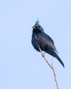 Male Silky Black Phainopepla in Arizona