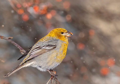 A pine grosbeak against a background of red berries