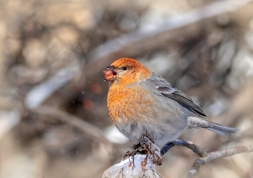 pine grosbeak on a branch