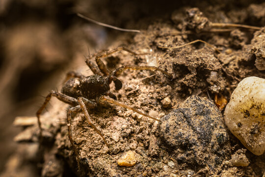 Close-up of wolf spider (Lycosidae) on soil and gravel ground, macro with earthy brown tones. Nature and entomology concept.