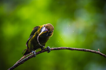 Obraz premium Northern emerald toucanet (Aulacorhynchus prasinus)