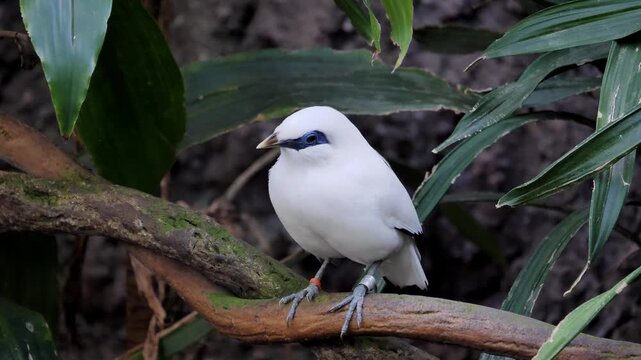 Bali myna