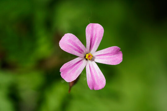 Small Pink Geranium robertianum Flower with Natural Bokeh - Macro Close-up