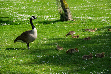 Fototapeta premium Canada Goose Family with Goslings 