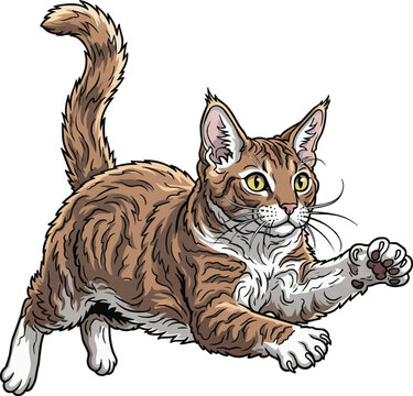 LaPerm Cat pouncing alert action pose athletic vector illustration