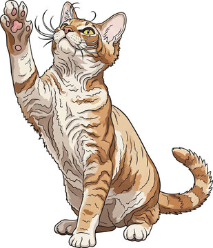 LaPerm Cat raising paw interactive pose vector illustration