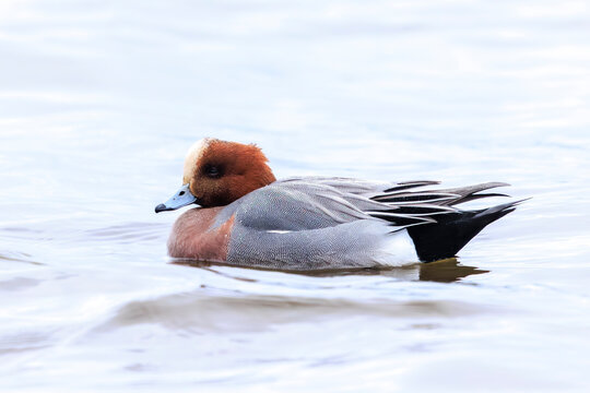 Male Eurasian wigeon Mareca penelope swimming
