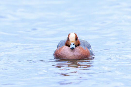 Male Eurasian wigeon Mareca penelope swimming