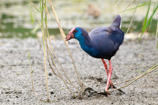 Purple swamphen or western swamphen, Porphyrio porphyrio, foraging
