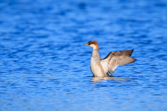 Smew, Mergellus albellus, female bird swimming in a lake