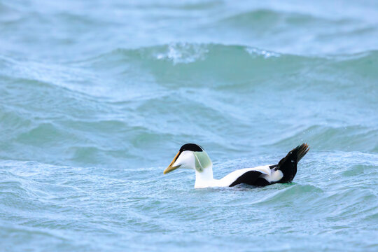 Common Eider male, Somateria mollissima, swimming with strong winds in waves.