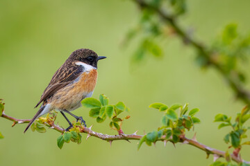 Obraz premium Male Stonechat, Saxicola rubicola, bird singing Springtime