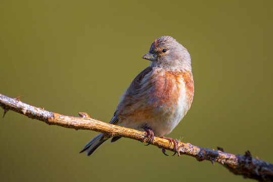 Linnet male bird, Carduelis cannabina singing during Springtime