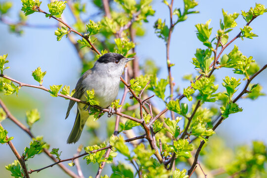 Closeup of a Eurasian blackcap bird, Sylvia atricapilla, perching on a branch, singing.