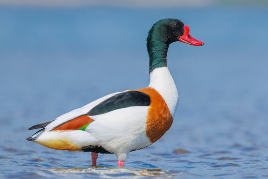 Common shelduck, tadorna tadorna, foraging in water