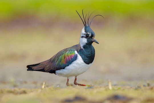 Northern lapwing, Vanellus vanellus, wading bird foraging in a meadow