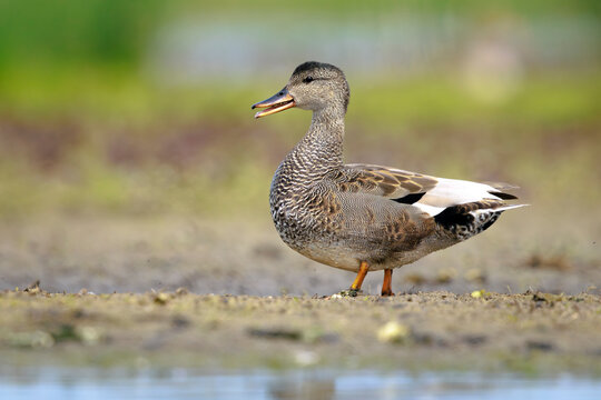 Foraging gadwall, Mareca strepera, duck, portrait