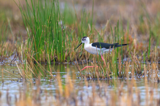 Black-necked stilt, Himantopus Himantopus, wader bird posing and foraging.