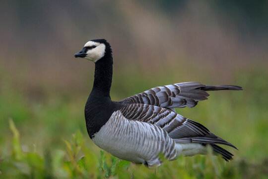 Closeup of a barnacle goose Branta leucopsis in a meadow