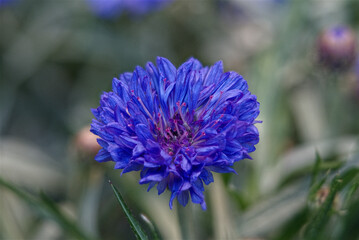 Obraz premium Blue Cornflower (Centaurea cyanus) Macro - 39 Images Focus Stack
