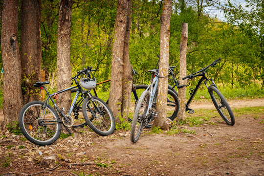 Mountain bikes parked against trees along a dirt path in a lush green forest area with sunlight filtering through the leaves