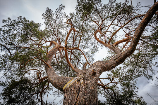 Large pine tree with sprawling branches and textured bark, viewed from below against a cloudy sky in a natural outdoor setting