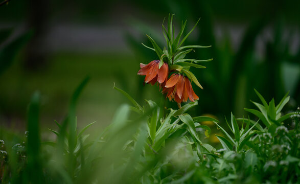 An orange imperial fritillary flower with drooping buds and a green tuft of leaves grows in a spring garden