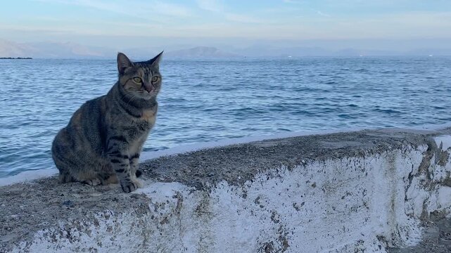 Cat sitting on a wall at the Vlacherna Monastery on the Kanoni Peninsula, Corfu