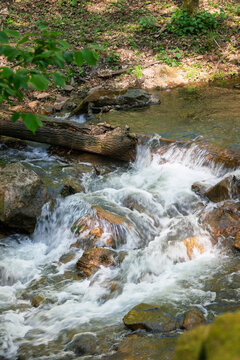 stream in the forest