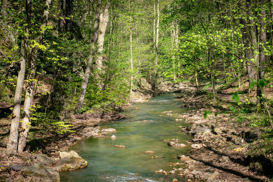 river in the forest.