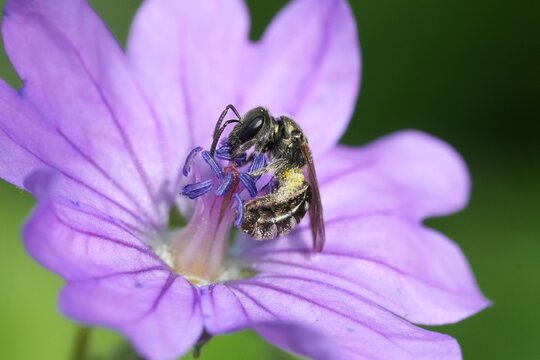 Closeup on a tiny small female White-footed Furrow Bee, Lasioglossum leucopus on purple Geranium flower in the garden