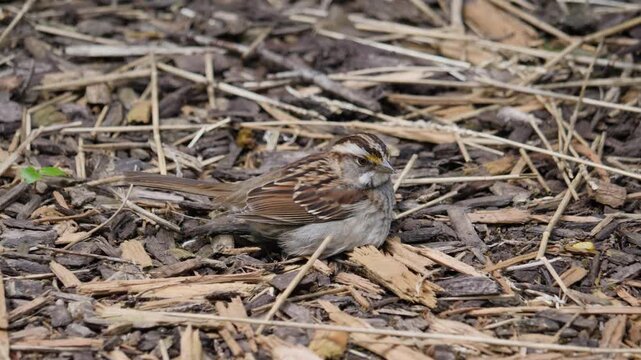 white throated sparrow 1