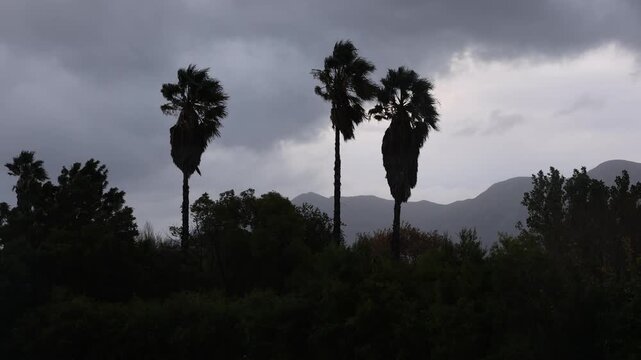 storm clouds and palm trees, Stanford, South Africa