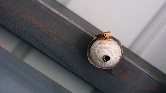 Real Time European hornet building paper nest under wooden roof. Close-up of one wasp near nest entrance outdoors.