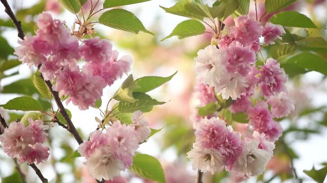 Sakura tree blossom close-up at sunset, branch sways in the wind, flowers blooming in spring green garden, springtime floral background with cherry bloom, beautiful nature landscape.