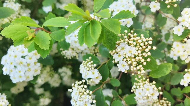 Close-up view of white flowering Spiraea vanhouttei shrub with green leaves, showcasing the gradual blooming of flowers in a lush garden setting during springtime