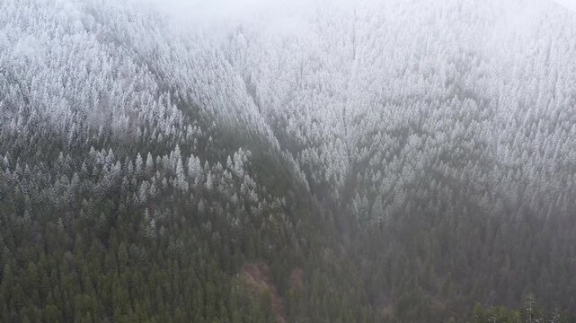 Snow covered mountains, forests and trees. Pine, cedar, hornbeam forests. A nature view from the untouched mountains and forests.