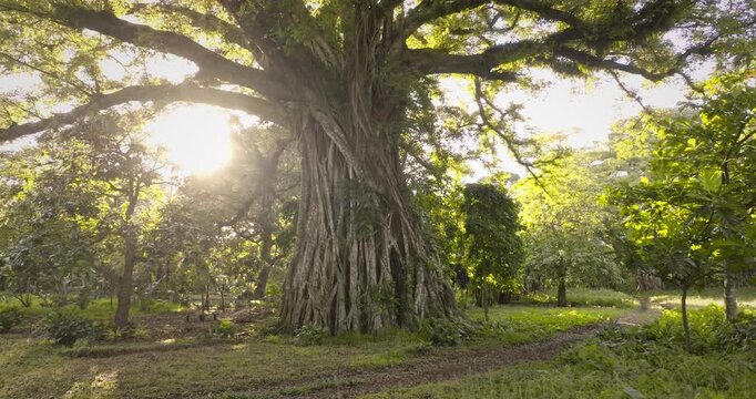 Ancient banyan tree roots intertwining and sprawling through a tropical forest landscape, with bright sunlight shining through the lush green canopy on Tanna Island, Vanuatu. Drone flight panorama