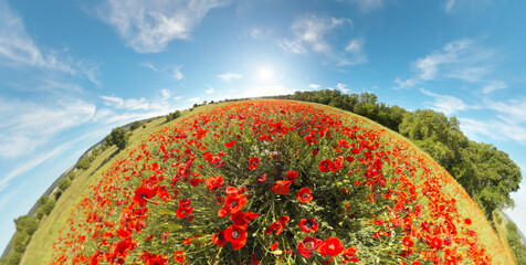 Fototapeta premium Curved Panorama of Red Poppy Field under Bright Sun, Fisheye Nature Landscape Concept