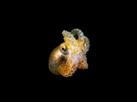 Poison Ocellate Octopus (Amphioctopus mototi) -