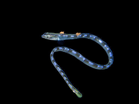 Snake Blenny (Xiphasia setifer) with parasites.