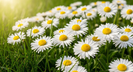 Fototapeta premium Beautiful white daisies with yellow centers in a lush green field on a sunny day with warm lighting and soft focus